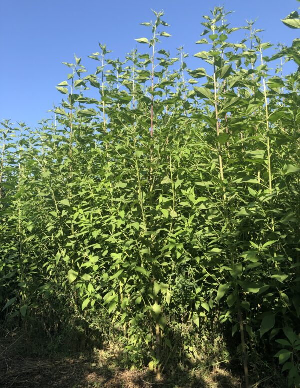 jerusalem artichoke/apple earth plant (12 seeds/starts) heavy yields