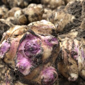 Jerusalem Artichoke Seed (3 seeds)